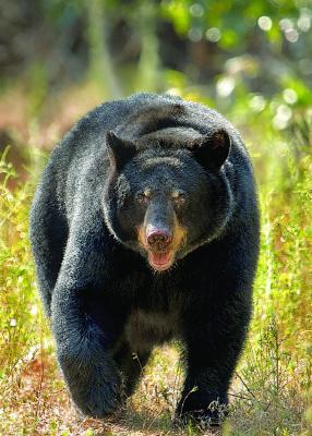 The state has a healthy, huntable population of black bear in Southeastern Oklahoma. Photo Courtesy / Justin Avery