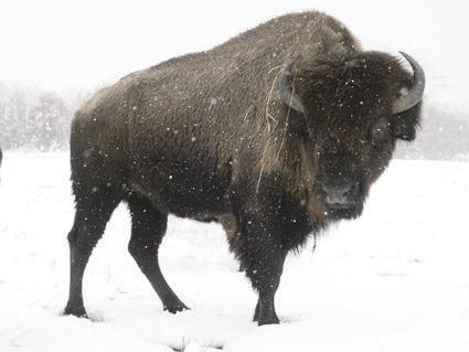 Buffalo Notes