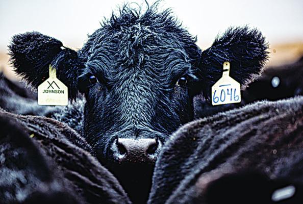 USDA invests in America’s beef, Ag producers with funding for value-added agriculture