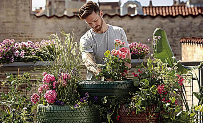 Garden growing basics for beginners