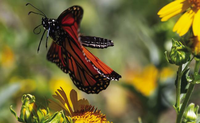 A female monarch visits a patch of golden crownbeard in south Tulsa County. Photo Courtesy / Kelly Bostian, KJBOutdoors photo