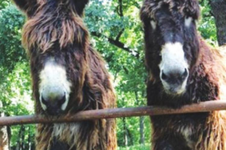 Photo courtesy of Patrick Archer and Christopher Jones, featuring their purebred Poitou donkeys at their farm in Grandview, Texas.