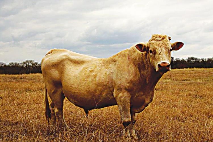 A sound season: What to know about bull breeding and the BSE
