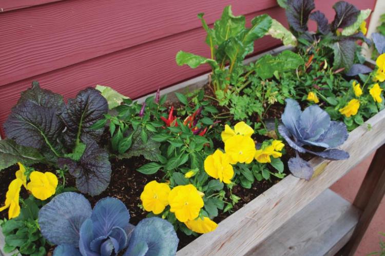 GET THE MOST out of your elevated garden by spacing plants just far enough apart to reach their mature size. Photo Courtesy / MelindaMyers.com