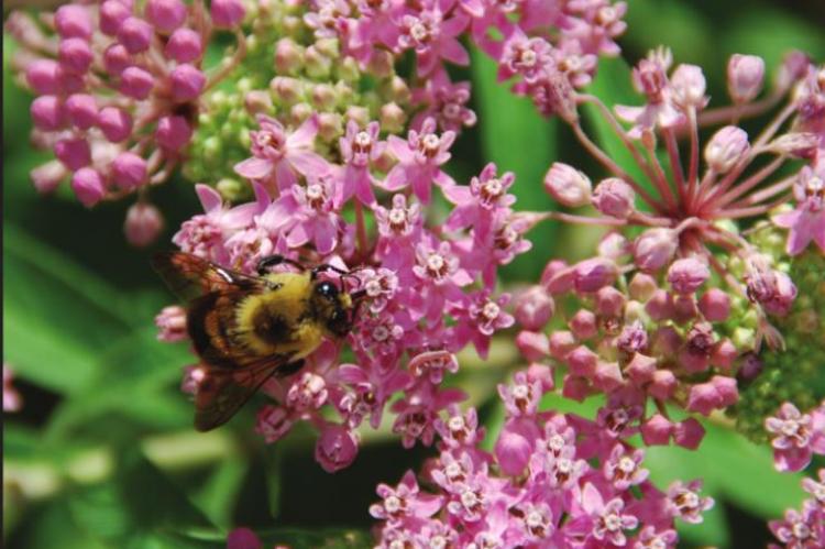 PLANT A VARIETY of bee attracting flowers like swamp milkweed, a North American native plant. Photo Courtesy / MelindaMyers.com