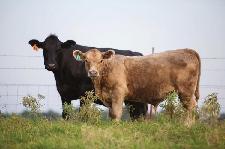 Marketing cattle strategically with Integrity Beef programs