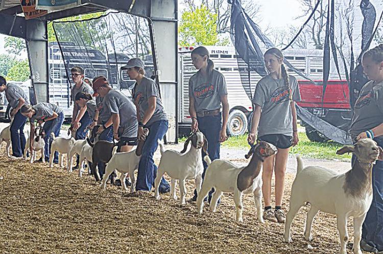 Aubree Edwards learns the ropes at show goat camp