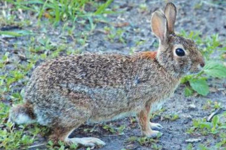 TO PROTECT plantings from rabbits, use fencing that is at least four feet tall or a repellent that discourages them from dining on plants. Photo Courtesy / MelindaMyers.com