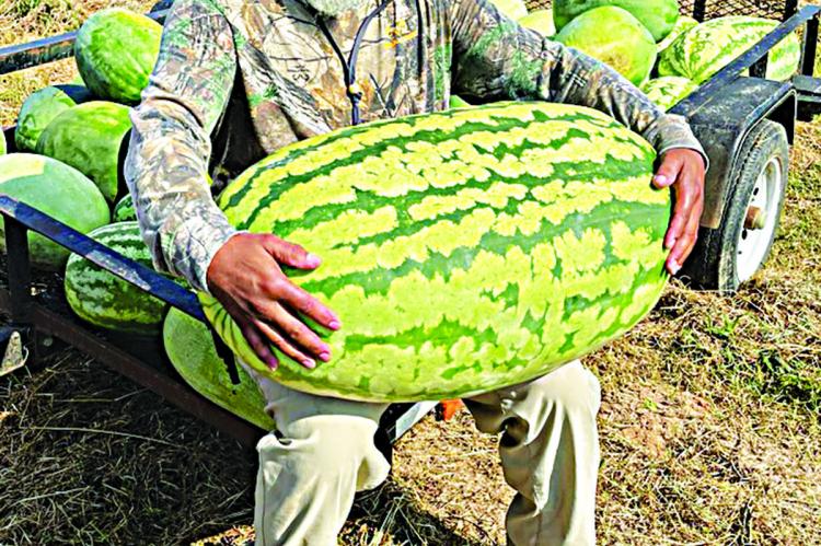 Melvin Turner grew this whopping 100-pound watermelon in the garden he and his father, Charles Turner, cultivate in Speer. Turner said this is the largest one he’s ever had.