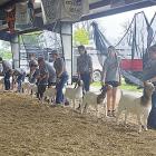 Aubree Edwards learns the ropes at show goat camp